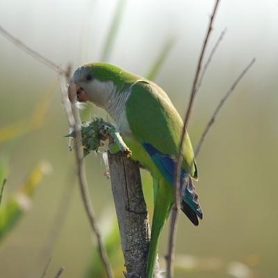 Conure veuve