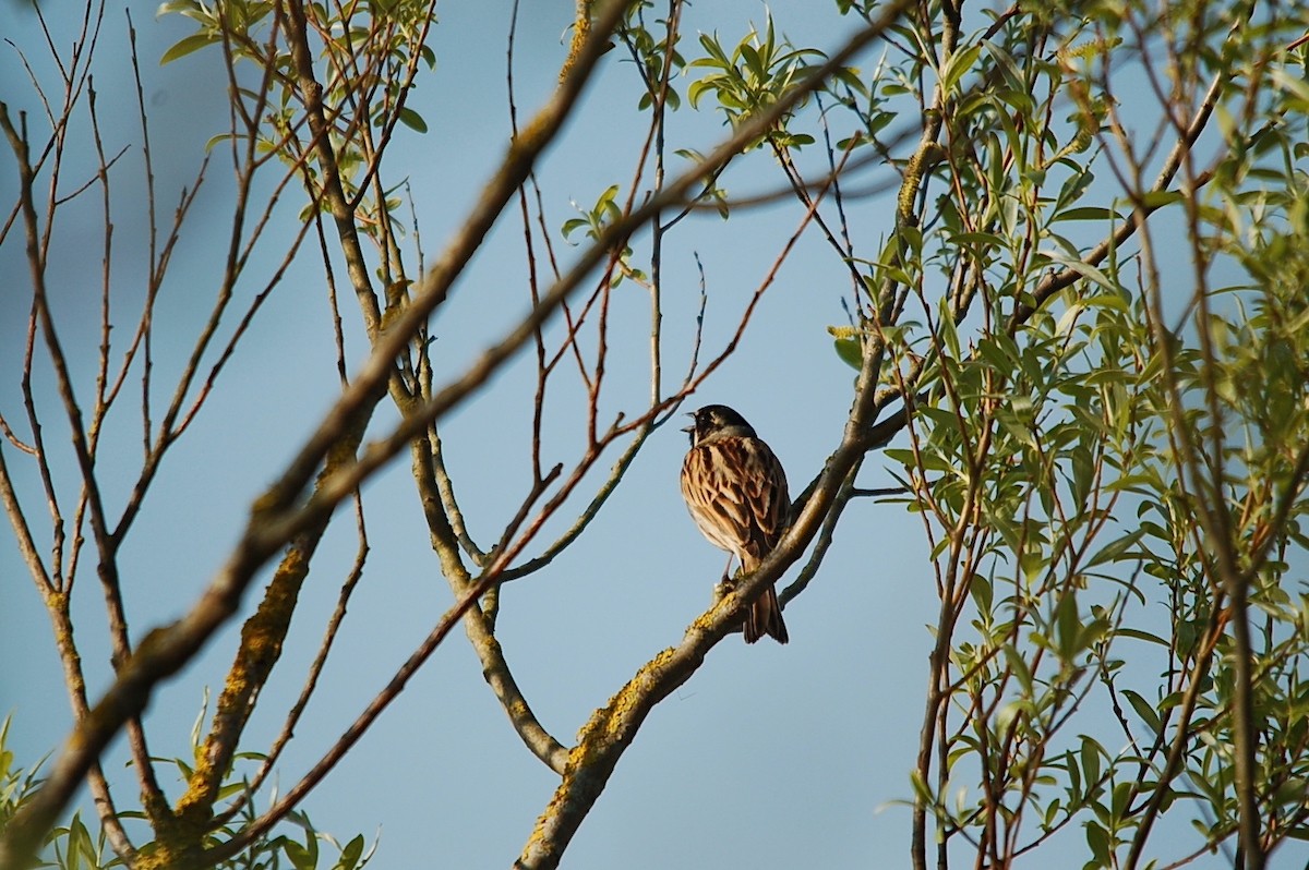 Bruant des roseaux   (Val d'Oise)   2010