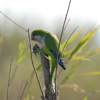 Conure veuve