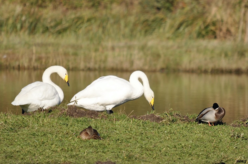 Cygne chanteur