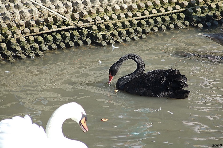Cygne noir