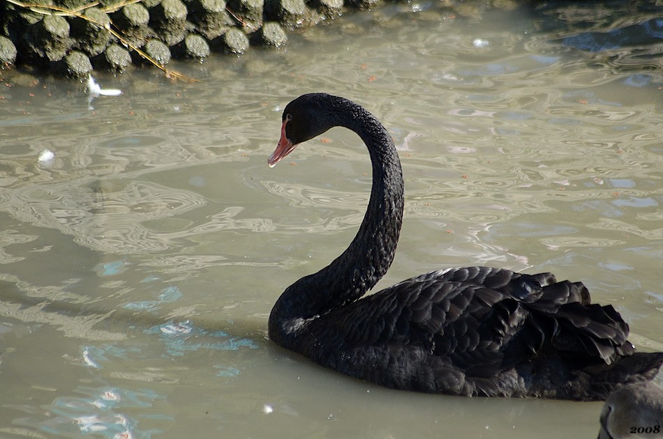Cygne noir