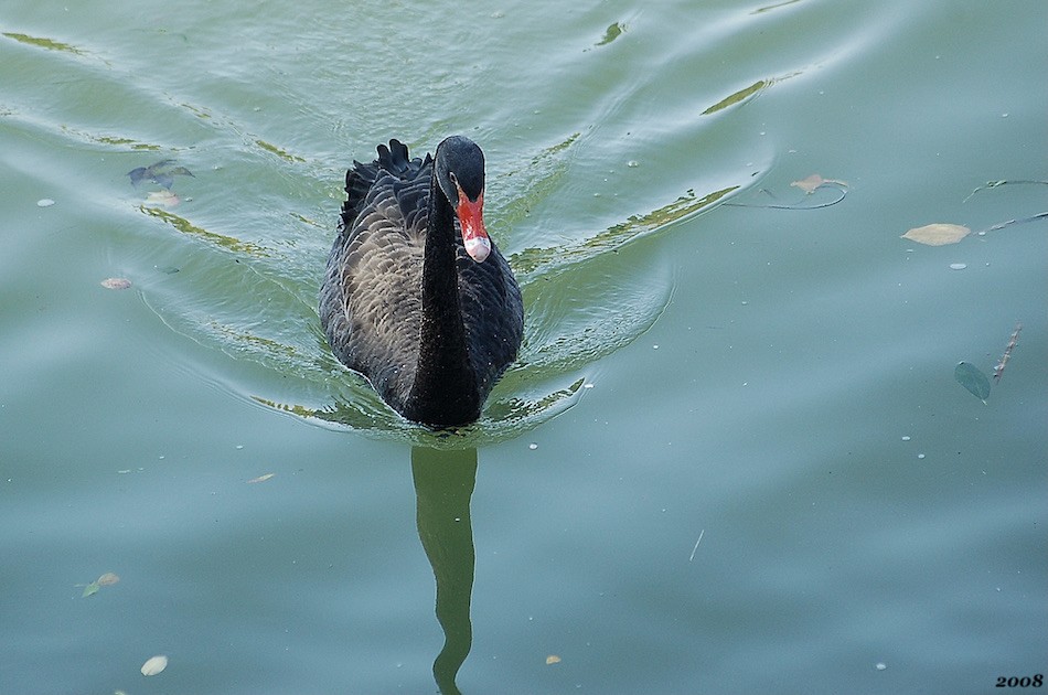Cygne noir
