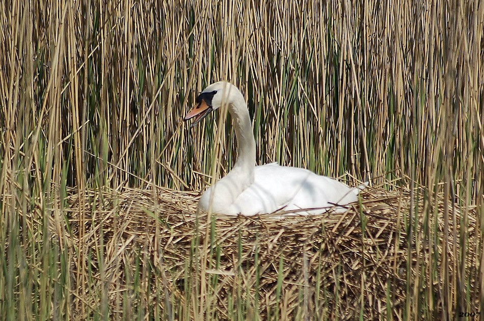 Cygne tuberculé