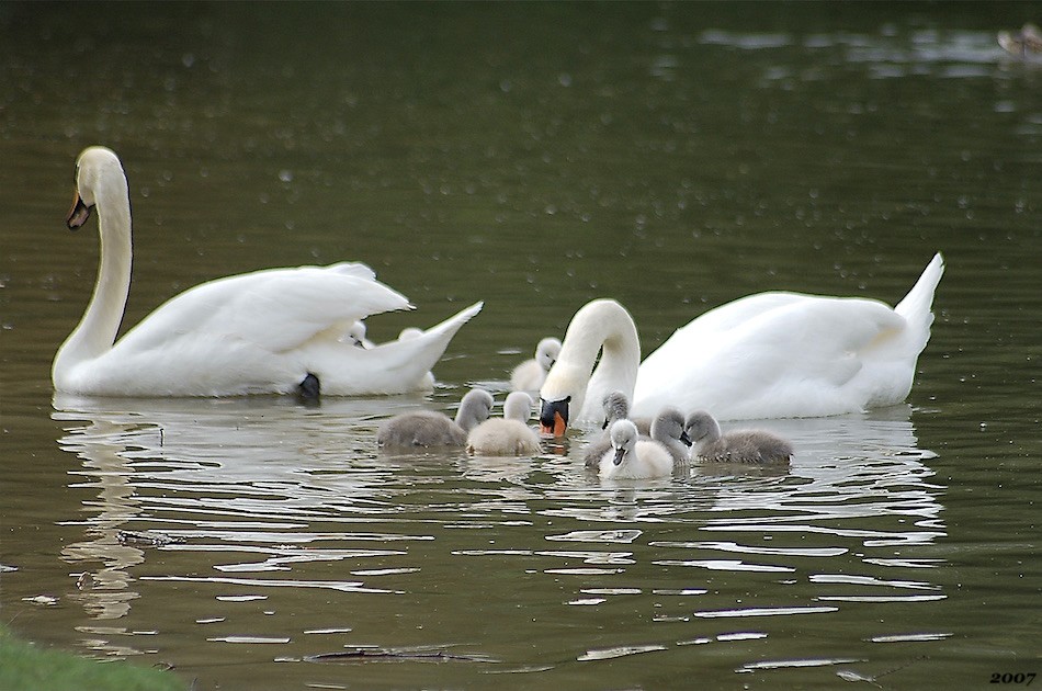 Cygne tuberculé
