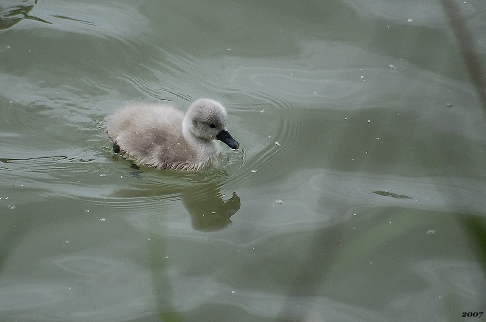 Cygne tuberculé