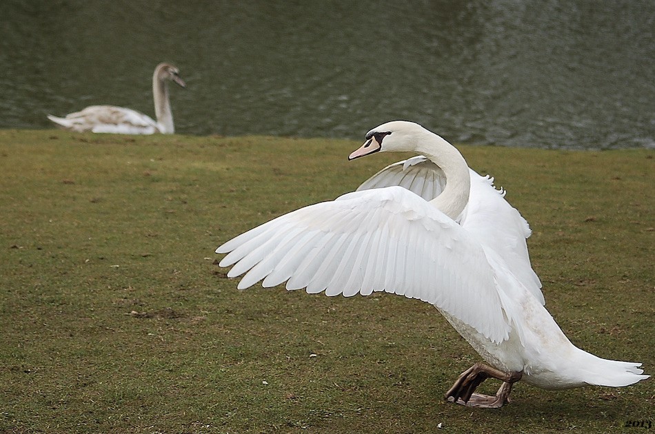 Cygne tuberculé