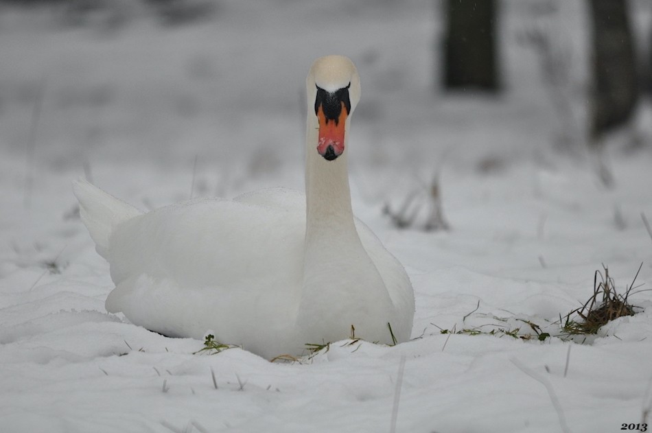 Cygne tuberculé