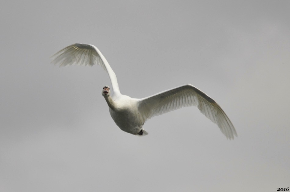 Cygne tuberculé