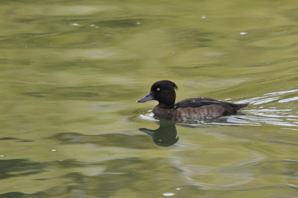 Fuligule morillon