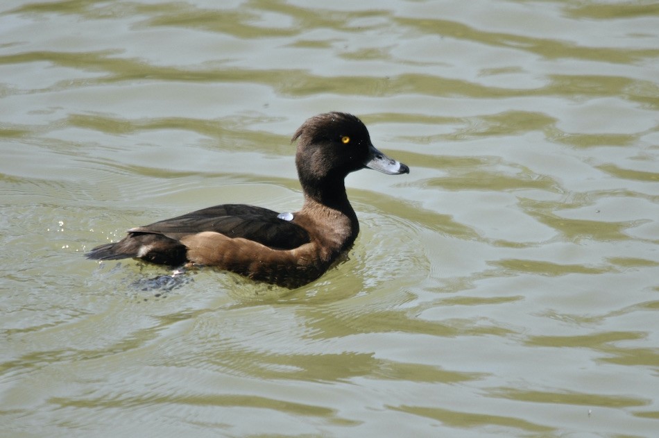 Fuligule morillon