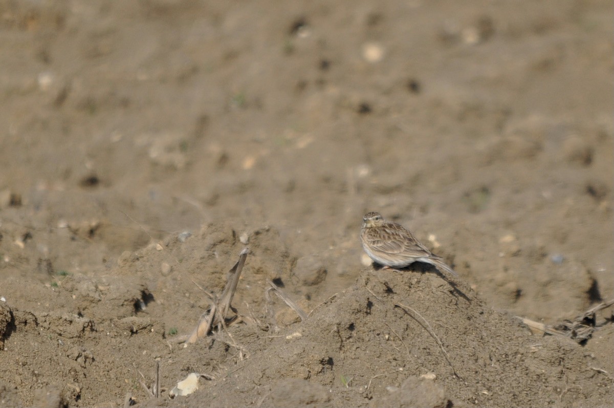 Alouette des Champs    (Val d'Oise)    2012