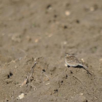 Alouette des Champs    (Val d'Oise)    2012